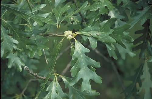 White Oak Leaves and Acorns