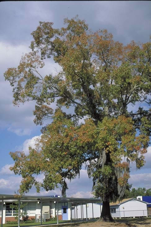 Southern Red Oak