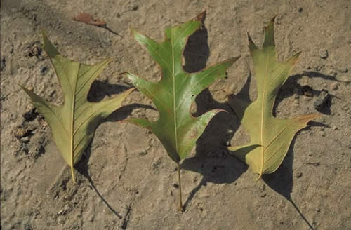 Southern Red Oak Leaves