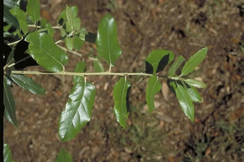Holly Oak  Leaves