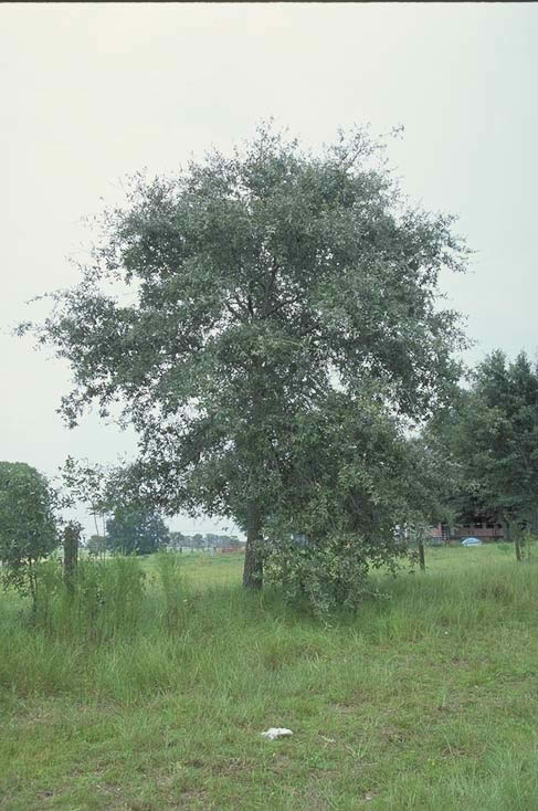 Bluejack Oak