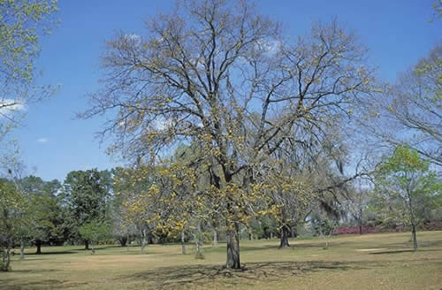 Blackjack Oak