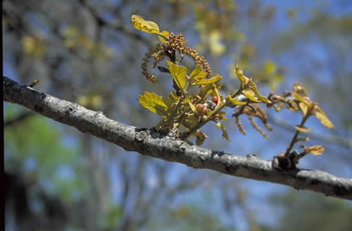 Blackjack Oak Branch