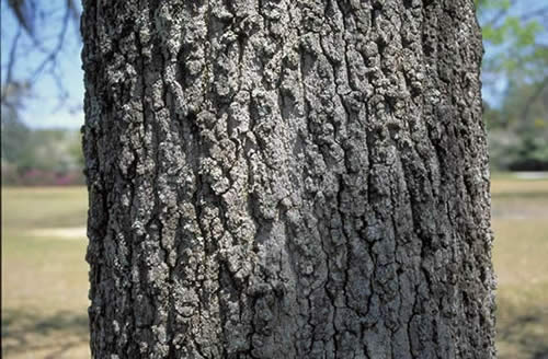 Blackjack Oak Bark