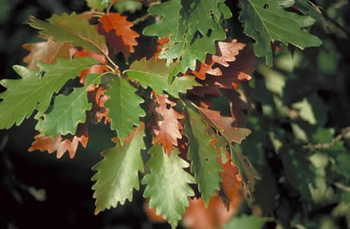 Swamp Chestnut Oak Leaves