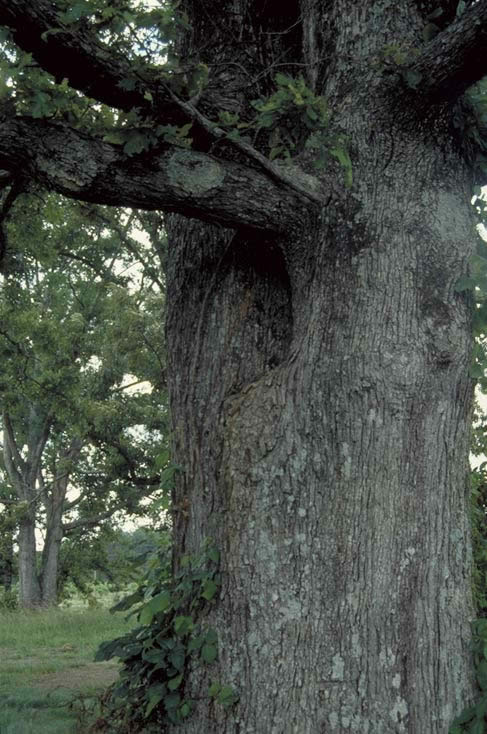 Post Oak Branches
