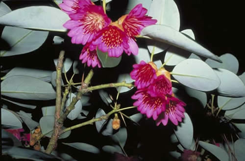 Rhodolea Flowers