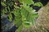 FloridaParadise-Tree  Leaves
