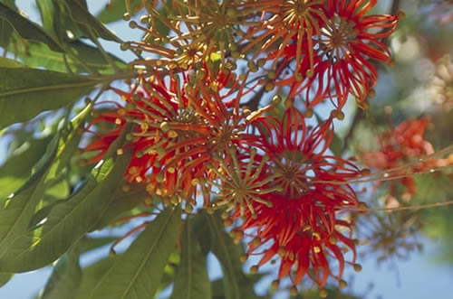 Firewheel Tree Flowers