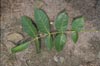 Honduras Mahogany Leaves