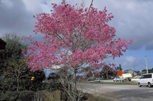 Pink Trumpet Tree Flowers