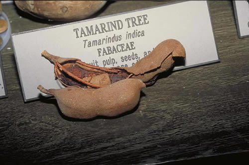 Tamarind Seeds and Pod