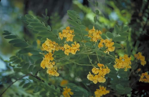 Tipuana Flowers
