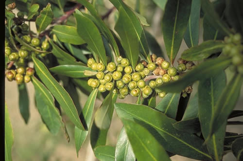 Tristania leaves and buds