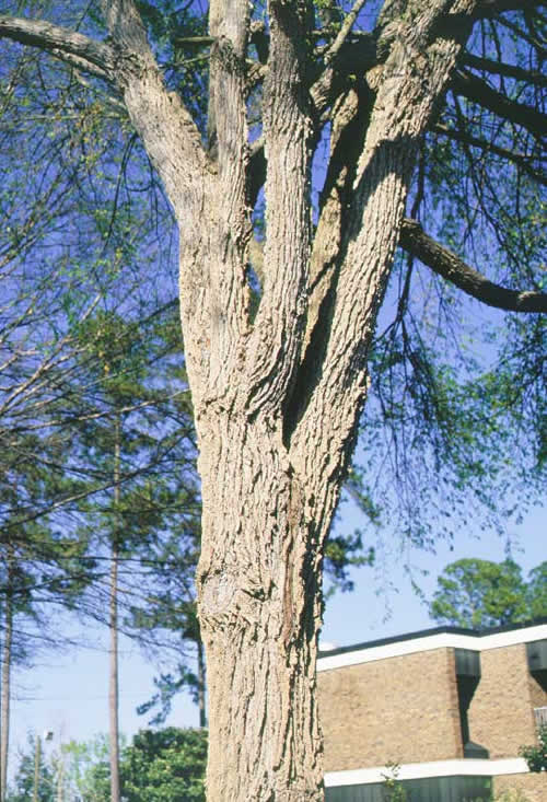 Winged Elm trunk and branches