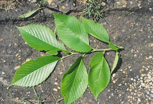 American Elm leaves
