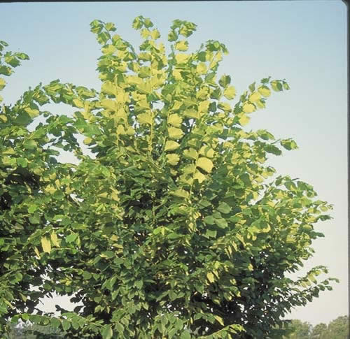 'Princeton', American Elm