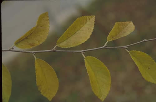 Cedar Elm Leaves