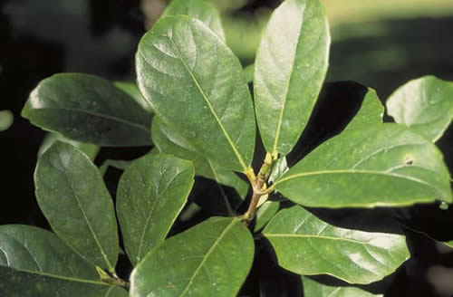Sweet Viburnum leaves