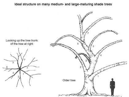 ideal structure for large trees illustration