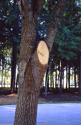 tree with large cut 