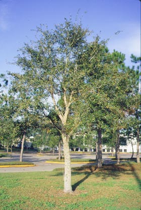 tree with competing leaders