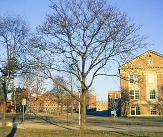 tree with lion's tailing 