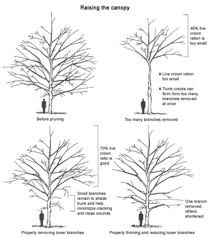 raising the canopy illustration