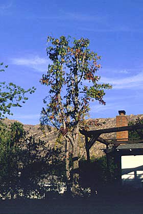 topped tree