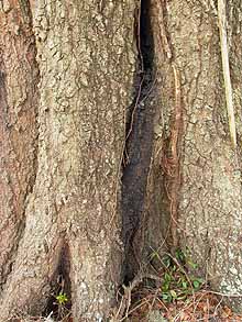 bark discoloration