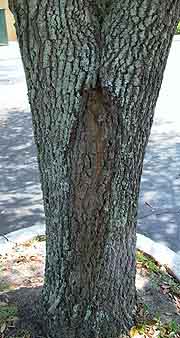 live oak bark inclusion