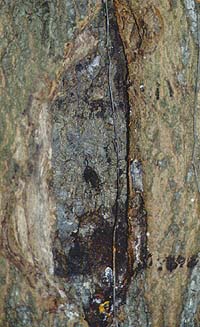 canker on tree