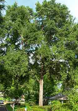 laurel oak canopy with no major defects