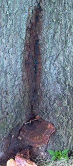 tree with ganoderma