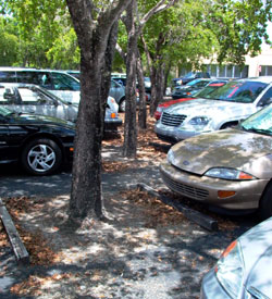 tree with cars parked around it