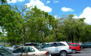 parking lot with trees