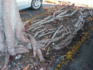 malformed tree roots surrounded by pavement