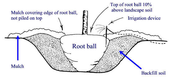 proper planting diagram