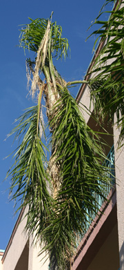 Queen Palm Fronds