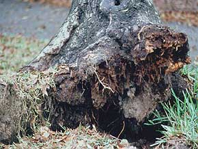 rooten roots