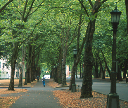 row of trees lining street