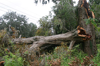 fallen hollow tree