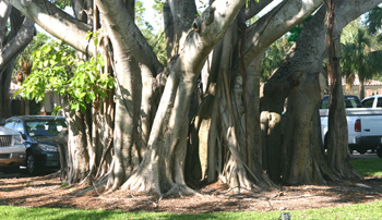 Ficus with aerial roots left intact 