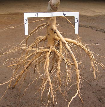 tree roots growing laterally