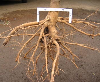 roots growing laterally from cut rotos