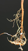 circling tap root