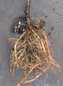 deflected conocarpus roots