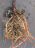 root system from an Elle pot container