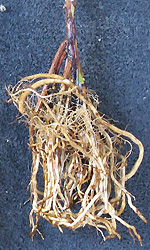 root system from smooth sided container