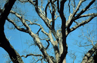 cabled oak
